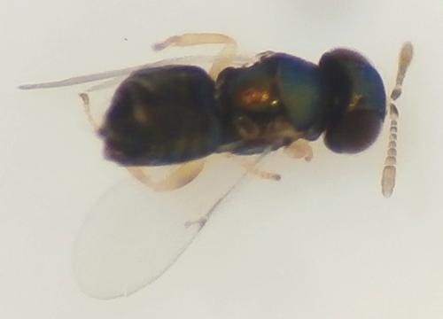 Psyllaephagus pulchellus